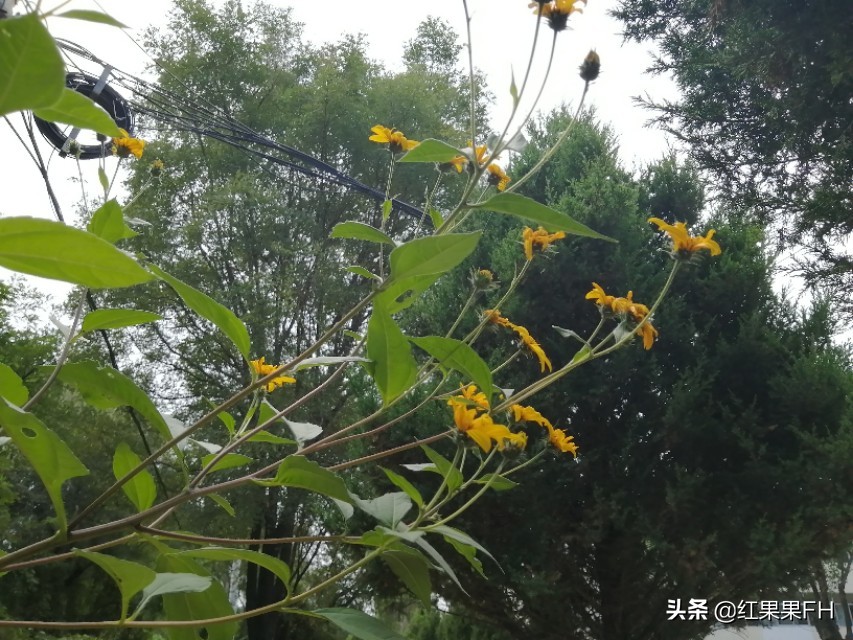 洋姜开花,秋天的洋姜花