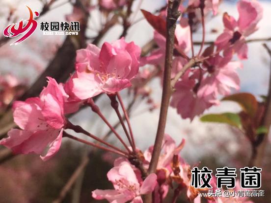 曲靖师范学院玉兰花,曲靖师范学院樱花正盛无人赏
