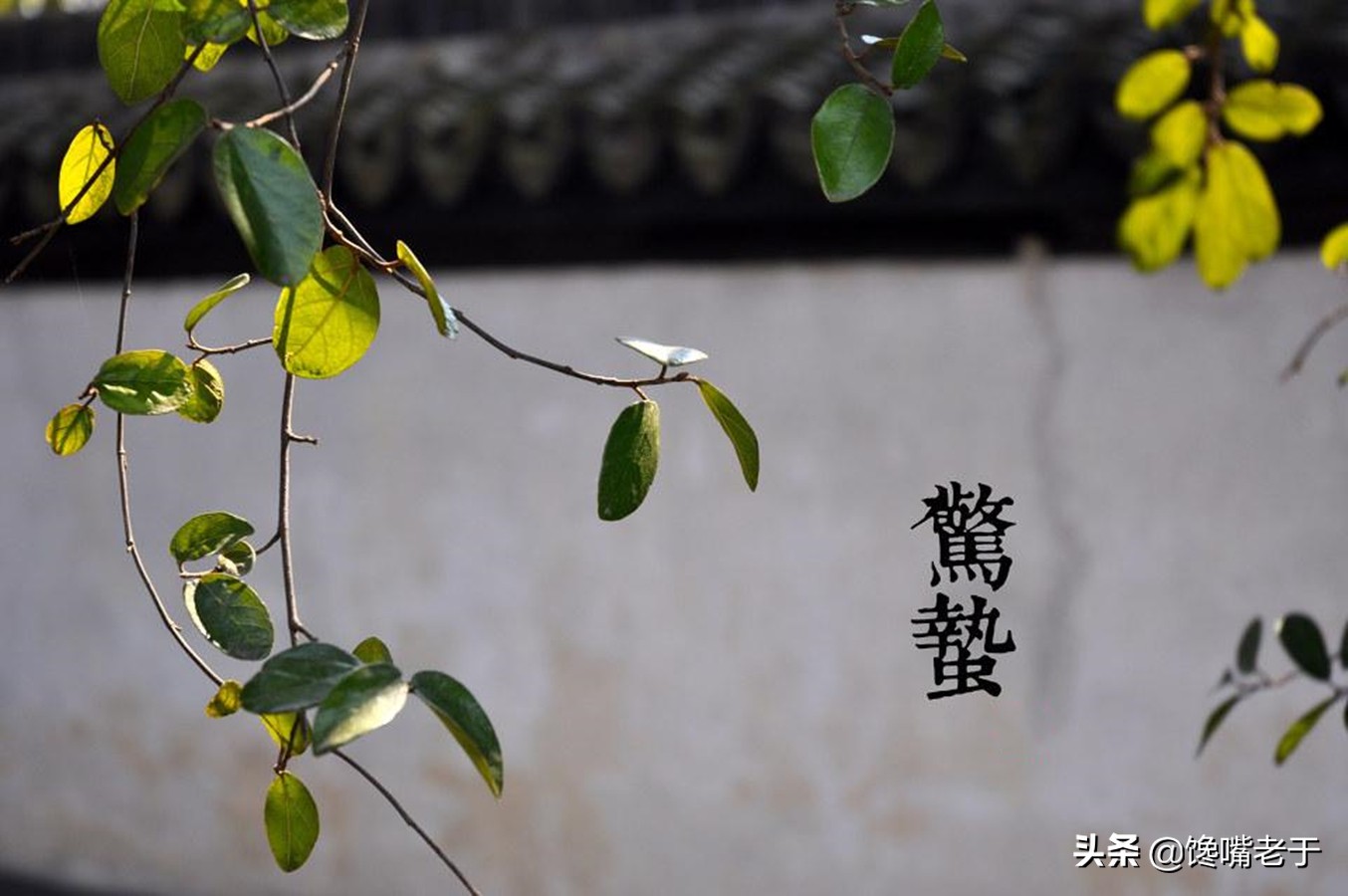 惊蛰当季水果蔬菜,惊蛰节气吃什么水果比较养生