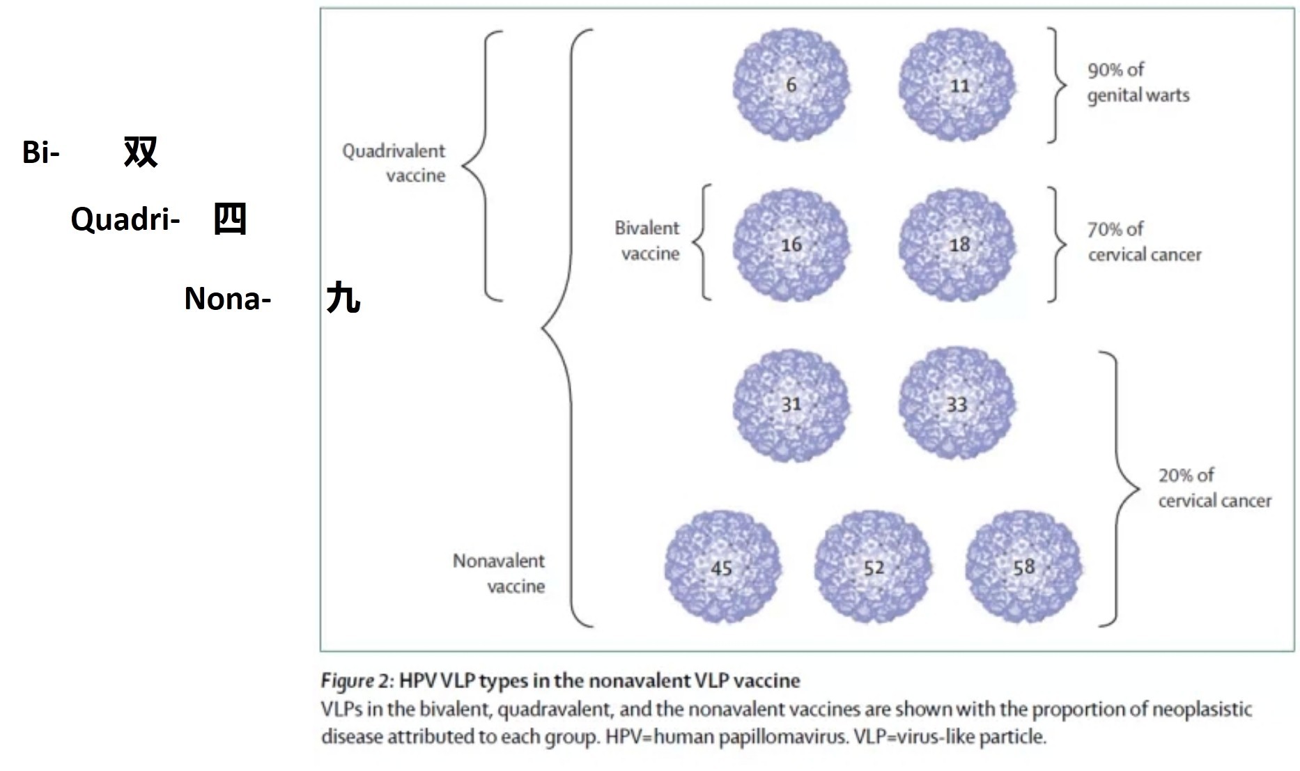 四价宫颈癌疫苗接种后多久能怀孕,宫颈癌疫苗接种成功了吗