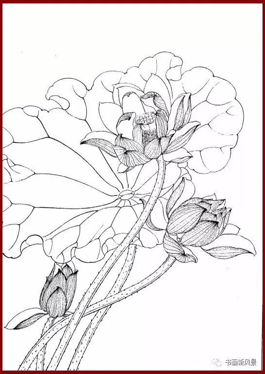 工笔白描简单荷花视频教程,工笔荷花的各种形态白描稿