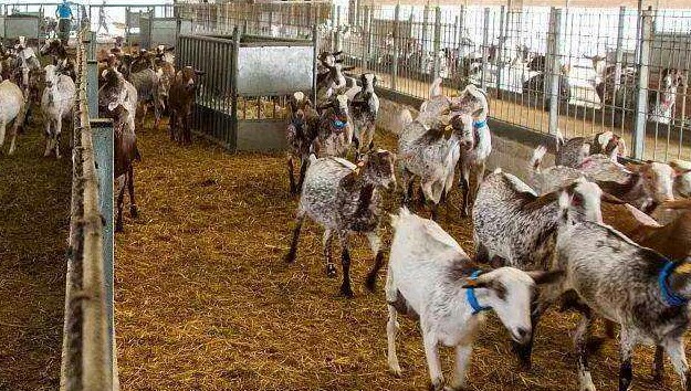 养殖业可以无息贷款吗,养殖业无息贷款相关政策