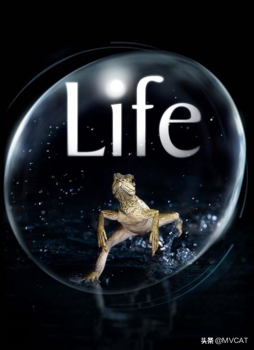 500部自然纪录片,最好看的自然纪录片