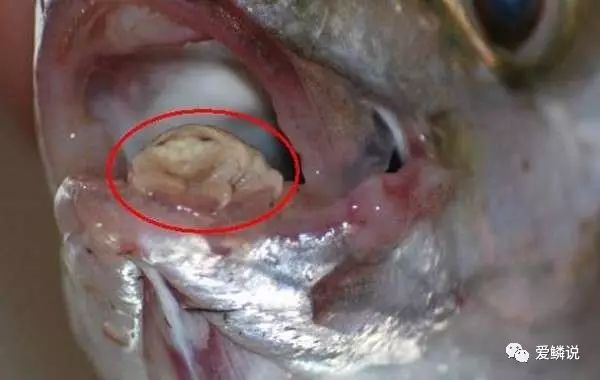 鱼虱是怎么长出来的,鱼虱为什么出现