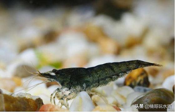 观赏虾的养殖方法图解,养观赏虾的正确方法和注意事项