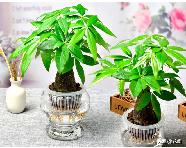 烂根的发财树用盐水可以消毒吗,烂根发财树