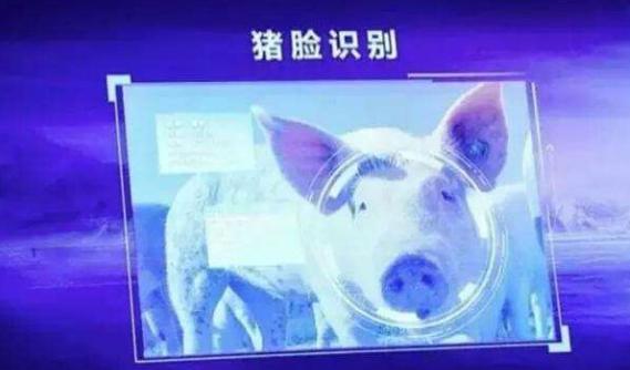 人脸识别是识别五官还是皮肤,人脸识别猪鼻子