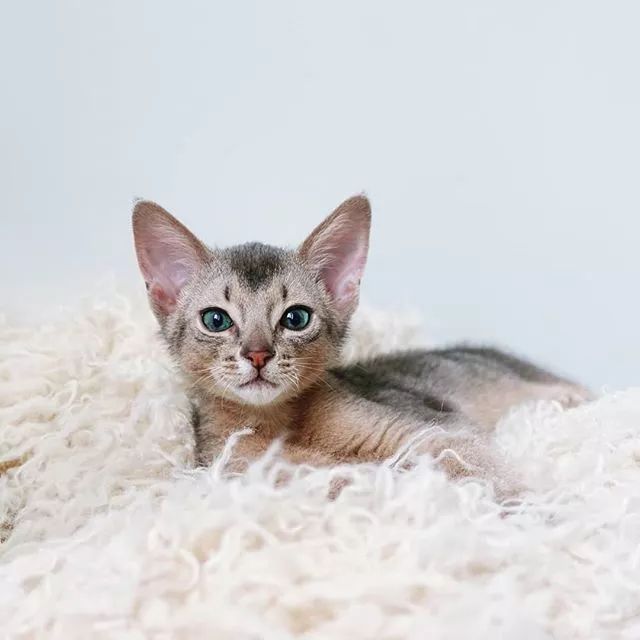 贵族阿比西尼亚猫,神秘的波斯猫