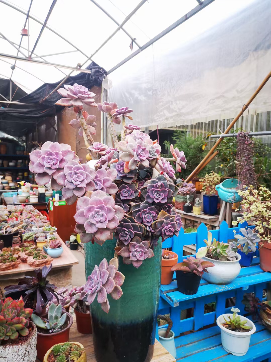 适合做老桩的多肉，才是适合我们普通人的多肉老桩