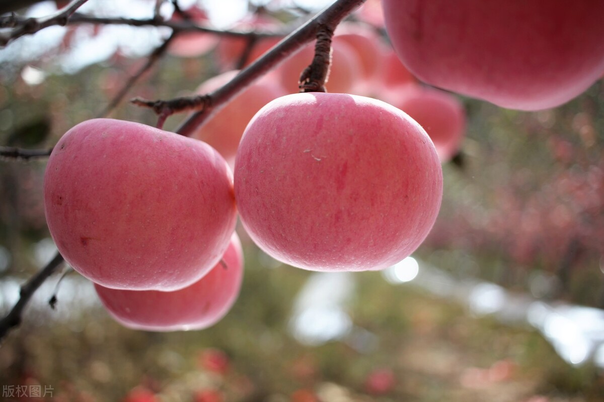 红富士为什么出名,红富士为什么叫红富士