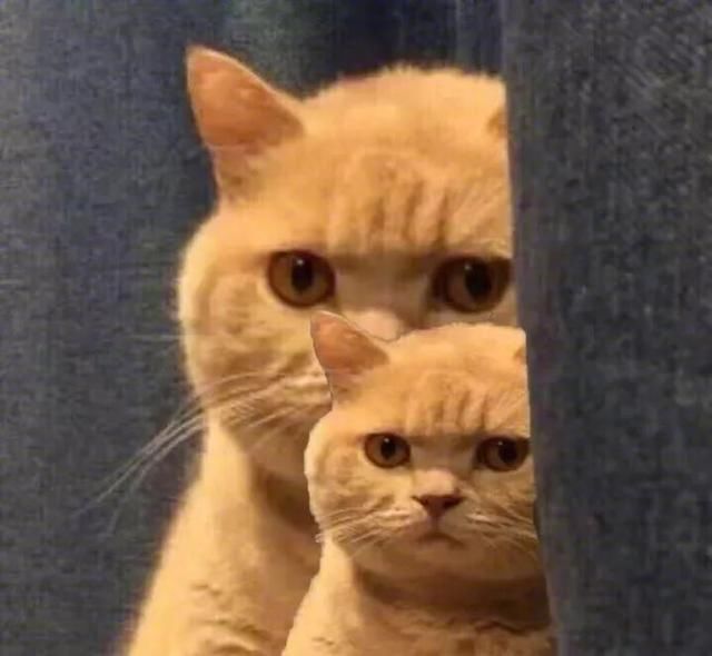 你喜欢哪种猫角色,喜欢洗澡的猫