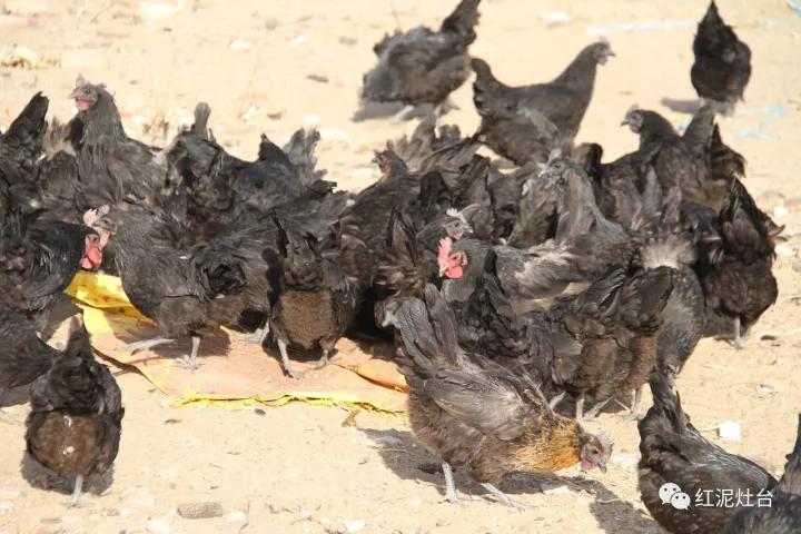 东达山杀猪烩菜几号开始,内蒙杀猪烩菜配什么凉菜