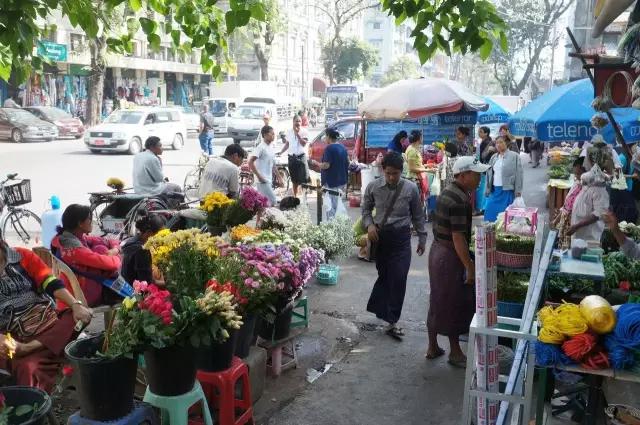 柚木缅甸哪个地方的柚木最好,缅甸最好的柚木产自哪里