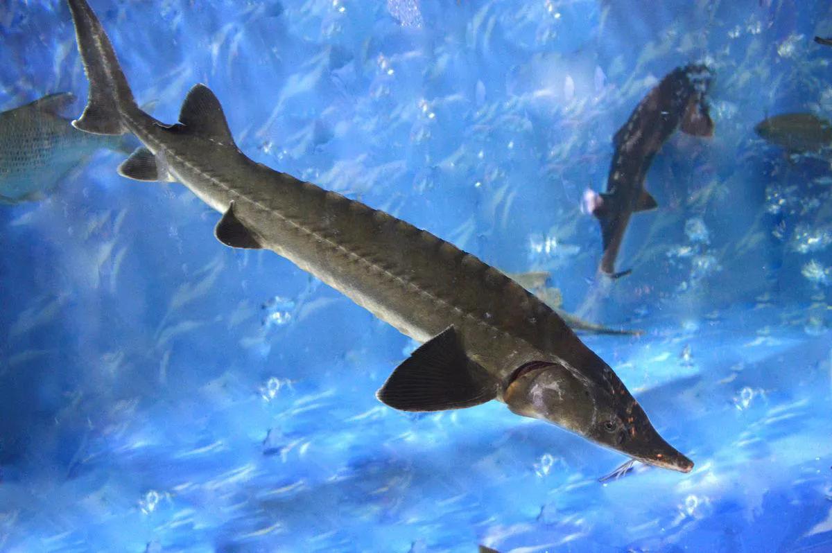 鱼怎么区别草鱼鲫鱼鲤鱼,怎样分辨草鱼和鲤鱼