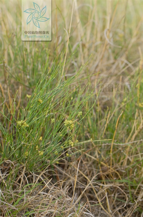 藁本神农本草经,神农本草经葛根原文