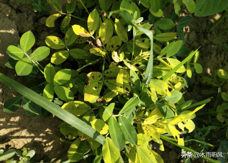 花生得了根腐病用什么药治最好,花生根腐病和茎腐病怎么防治