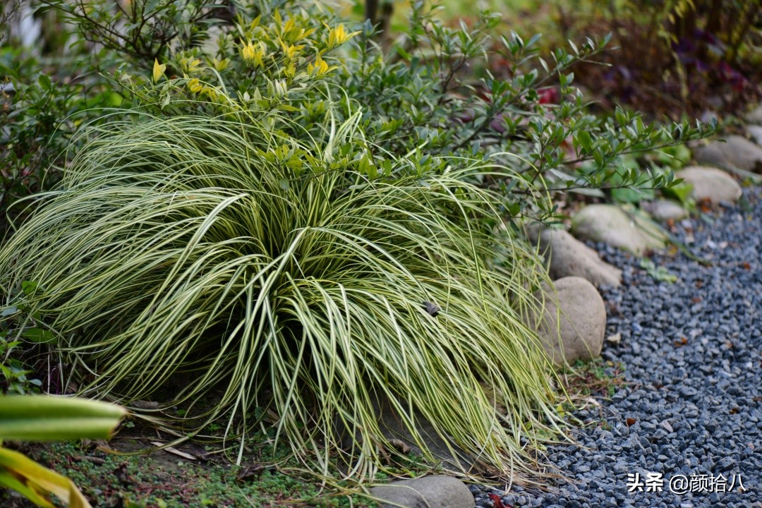 零下9度来袭，花园里的绿色是那么动人|园丁