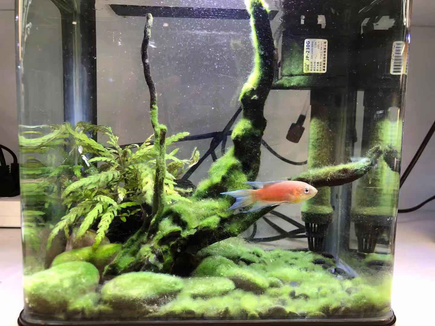 适合新手养的鱼宠,入门养鱼养什么鱼