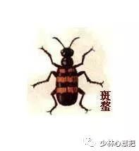 动物中药功效大全,中药药材大全及功效