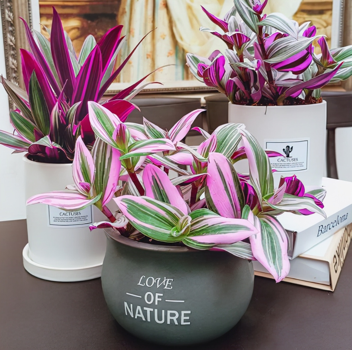 观花最好养的植物,5-10月适合养什么花