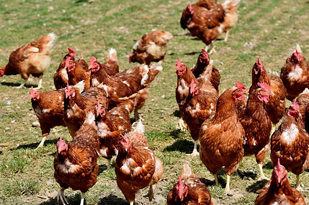 家禽市场经营模式,家禽养殖招商加盟