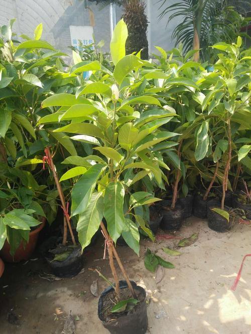 南方好养又勤花又香的兰花,好养又好看又香的兰花品种