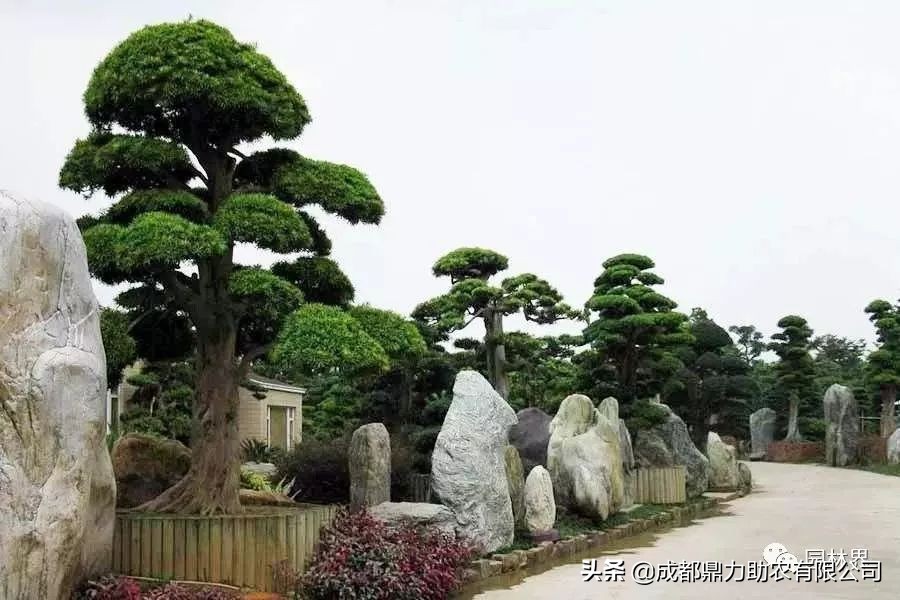 苗价最新消息,一类苗涨价