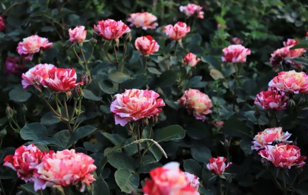 《催眠者》——生命是艰苦漫长的征程，勇敢探索的人会获得奖赏