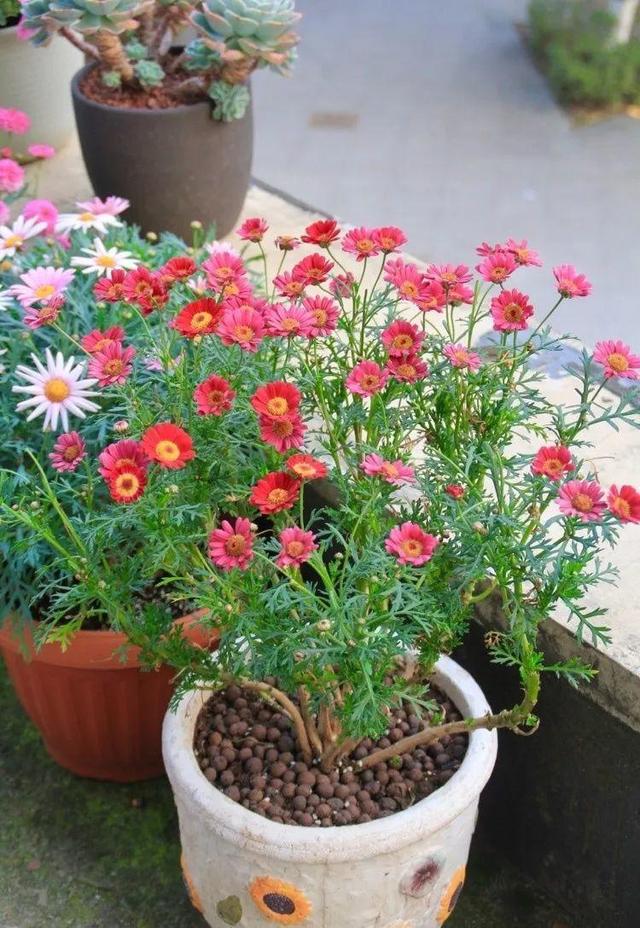 磷酸二氢钾和花多多2号同时用吗,磷酸二氢钾与花多多2号比较