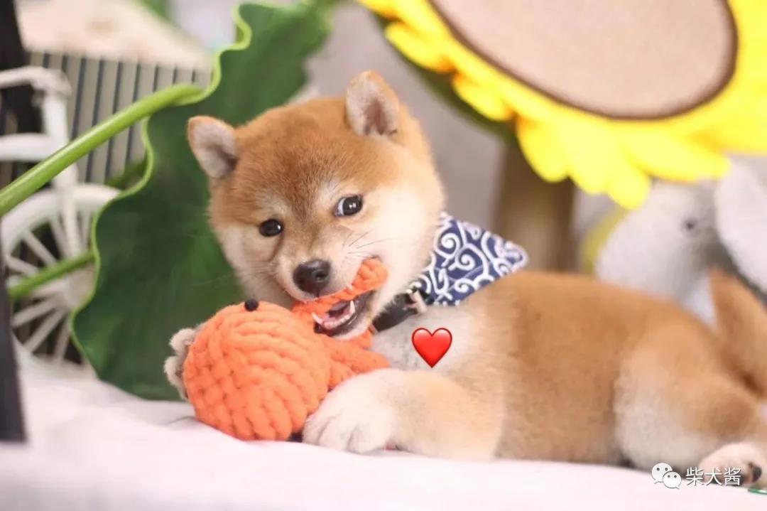 买柴犬如同选盲盒，渠道没有选对当心买到“假狗”