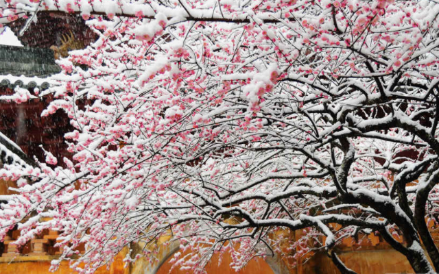 王冕墨梅诗画中国,王冕墨梅图鉴赏