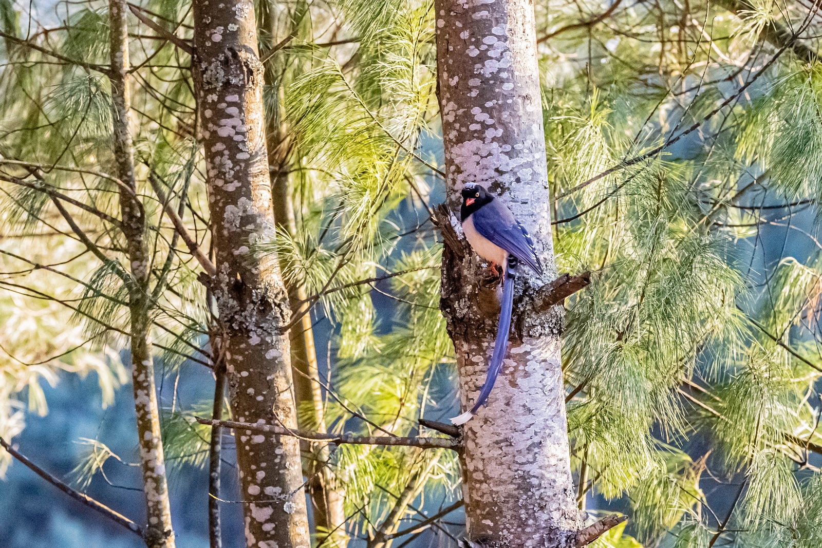 如何用eosr5拍摄视频,eosr5摄影