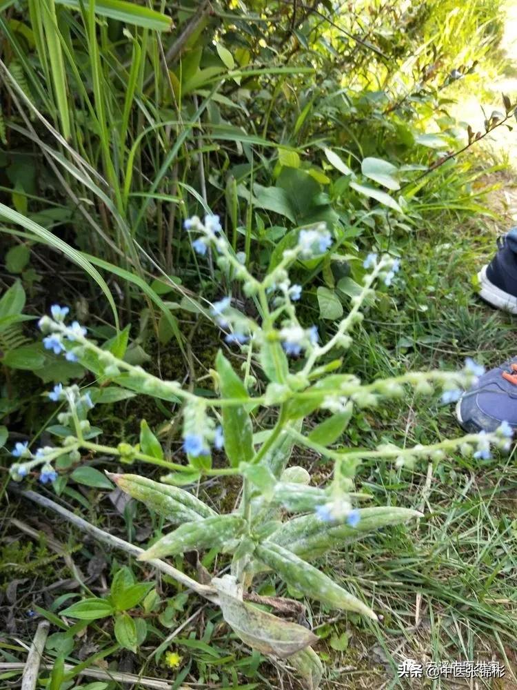 认识身边的中药材,认识中医寻找身边的中药