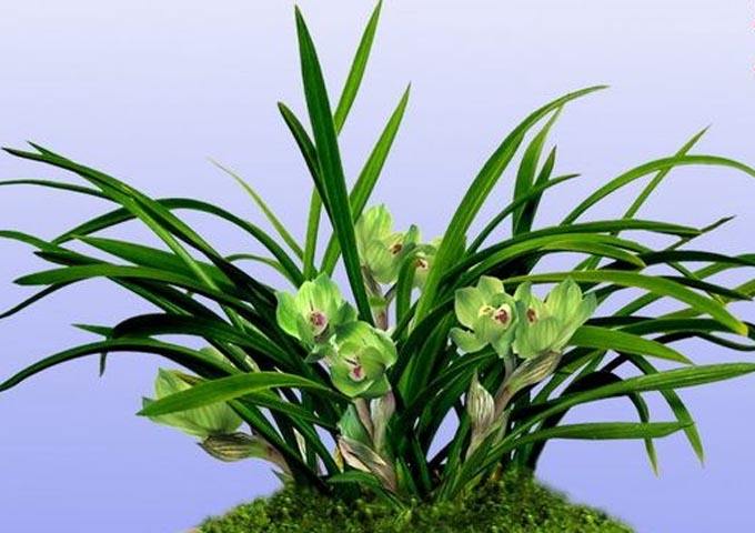 兰草对阳光的需求如何,兰草用植料种植怎么吸收养分