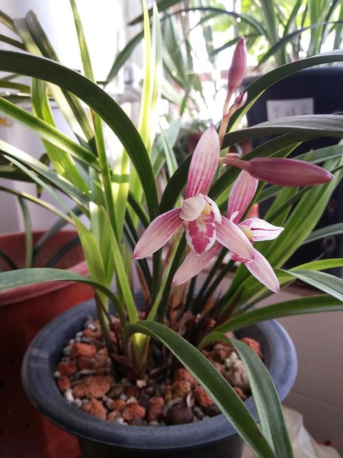 家庭养花，必备3种肥，简单无异味，水水灵灵开满花