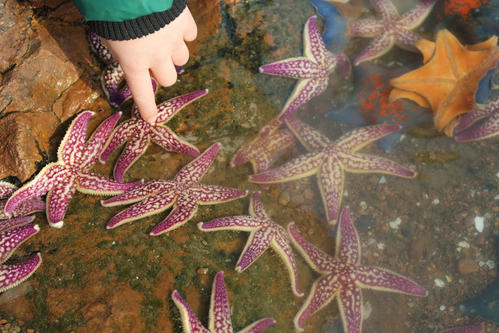 海星入侵有多惨,青岛入侵海星泛滥现状