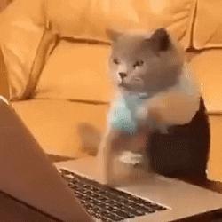 不许猫咪咬东西,不要溺爱猫咪