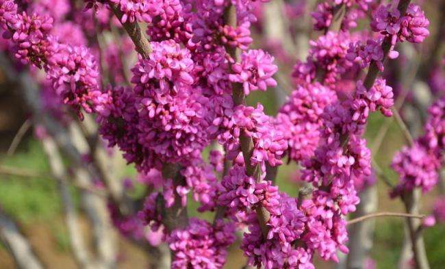 附近绿化苗木巨紫荆15公分,苏州市2021年绿化苗木参考价格