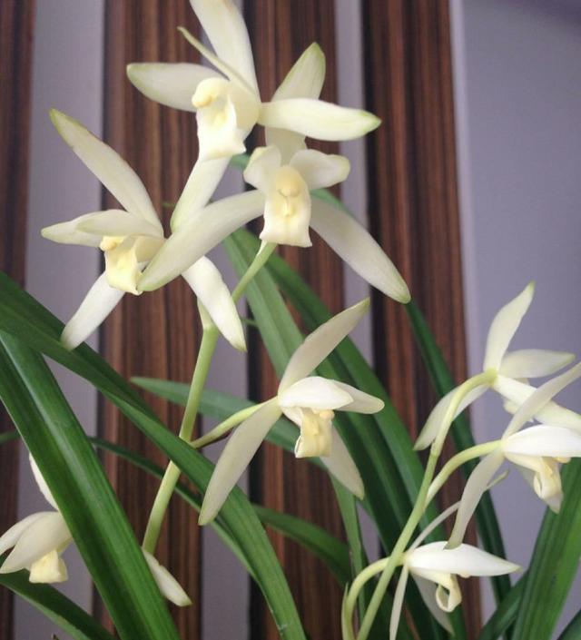 春节前后开花又有兰香的兰花,好养又好看又香又便宜的兰花品种