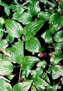 中药药材大全及功效,补肾中药大全及功效