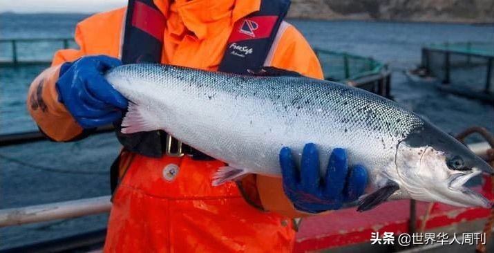 买回家的三文鱼如何防止寄生虫,活三文鱼寄生虫