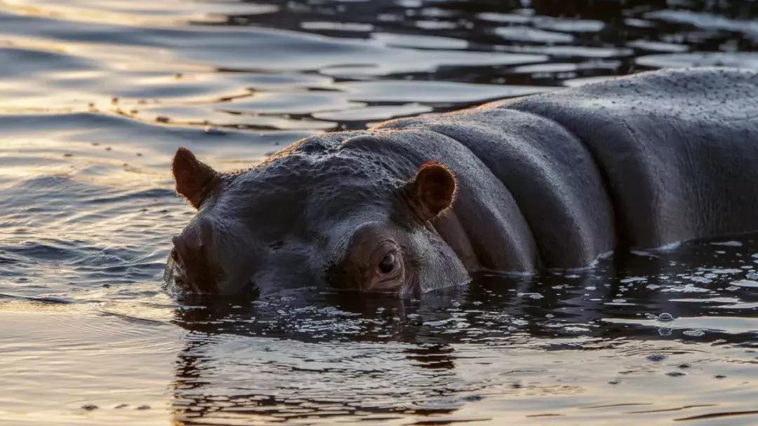 非洲河马钓鱼杀人,却反被人类逼成“脆弱”物种