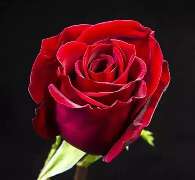 4000种不一样的玫瑰品种大全,100种玫瑰品种图鉴大全