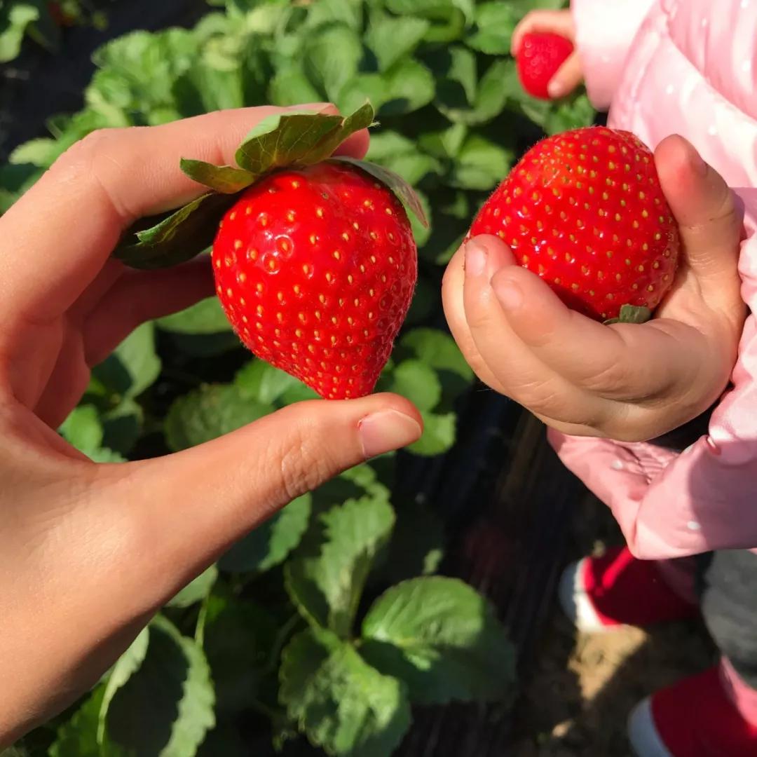 实现草莓自由去草莓园,西樵太平草莓采摘园
