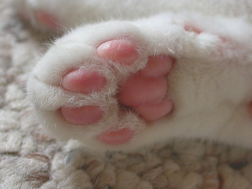 萌萌肉垫会变色，网友直呼可爱，而铲屎官怀疑猫咪生病