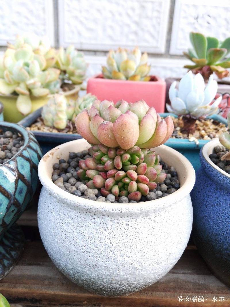 才两个月，多肉的颜值就被夏天偷走了