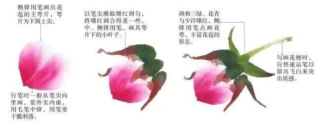 学习写意牡丹画的方法,学习写意牡丹画的步骤
