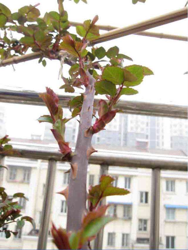 怎样让月季花朵变大,怎样让地栽月季冠幅变大