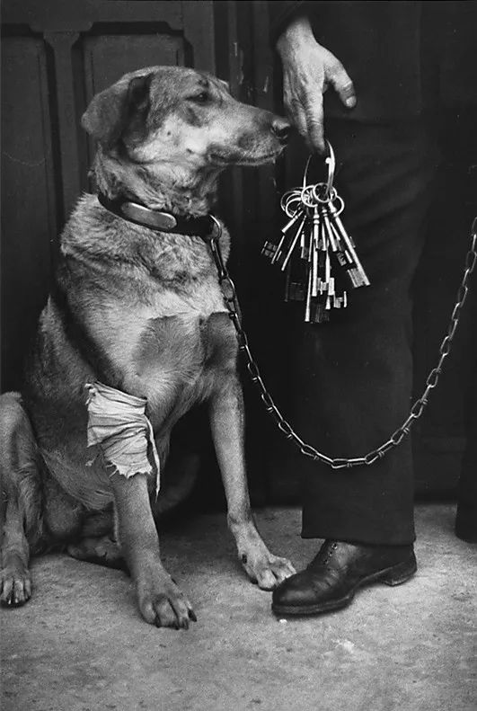 犬的记忆｜世界摄影经典