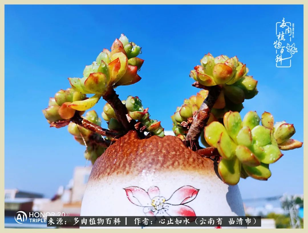 景德镇精品拇指多肉盆,轻奢多肉拇指盆3.5